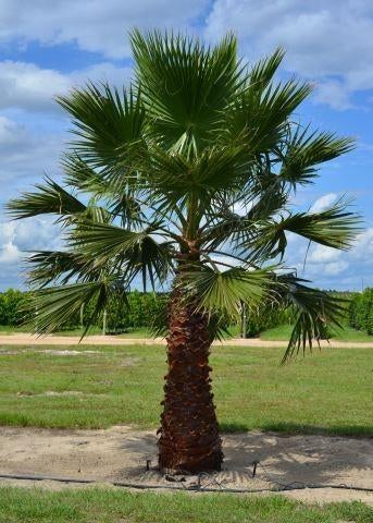 Washingtonia Robusta Zaden - Mexicaanse Waaierpalm, Ophalen of Verzenden, Gehele jaar, Volle zon, Zaad