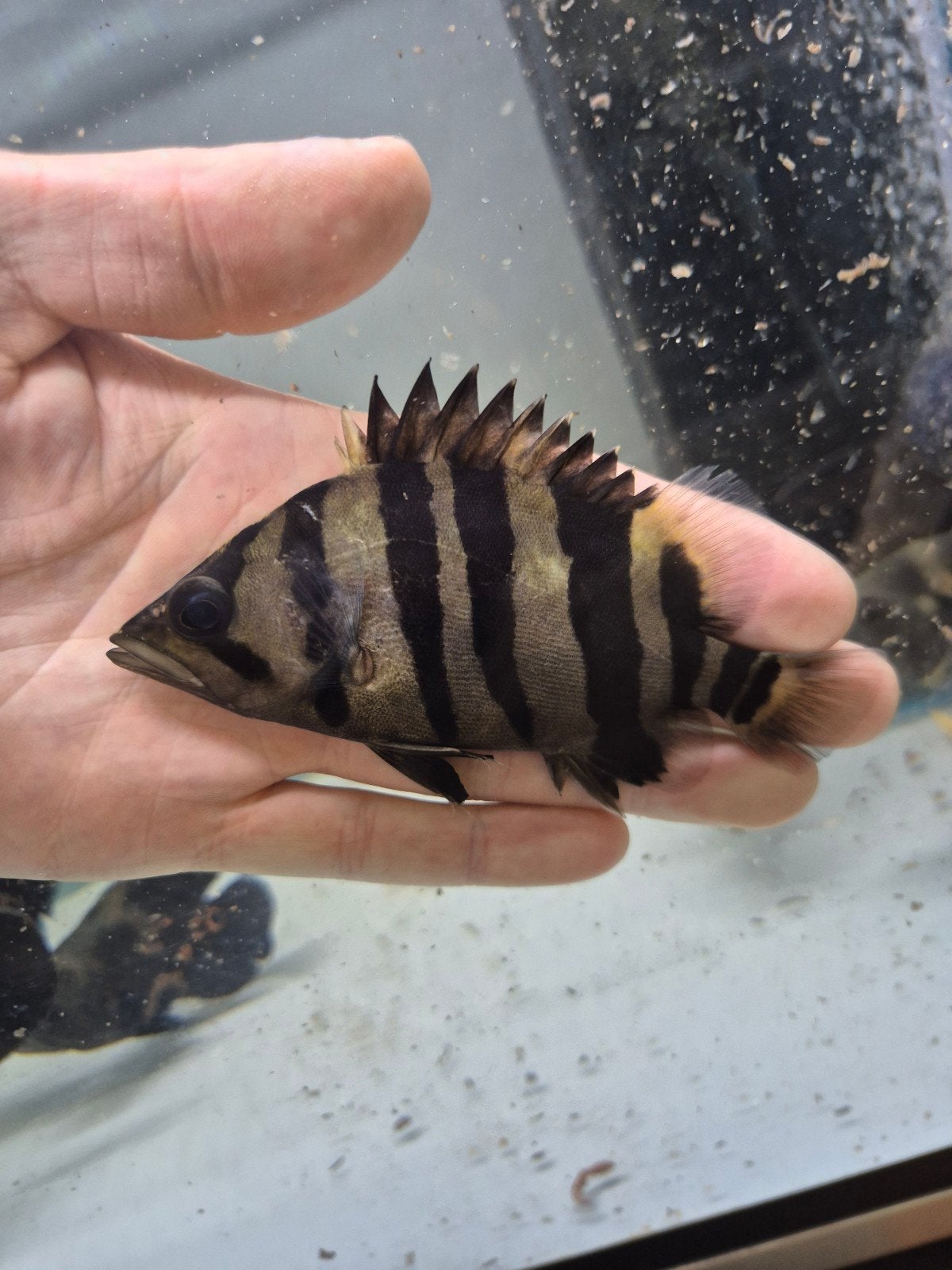 datnioides microlepis sumatra tigerfish 12/13cm, Vis, Zoetwatervis