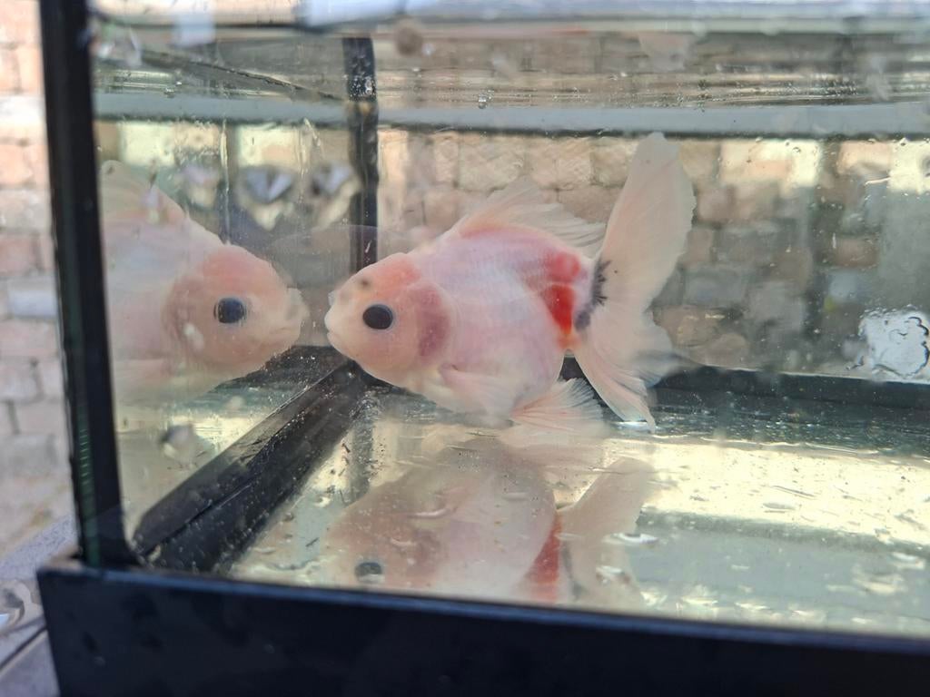Oranda goudvis, 0 tot 2 jaar