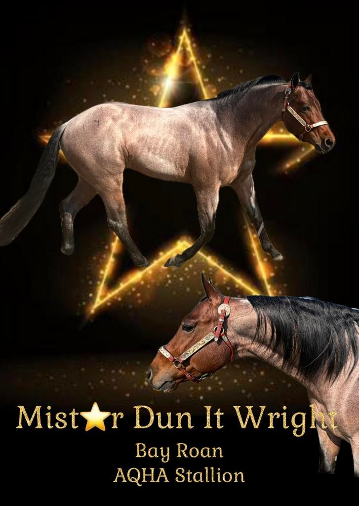 Quarter Horse Hengst,  Ter Dekking, Dieren en Toebehoren, Hengst