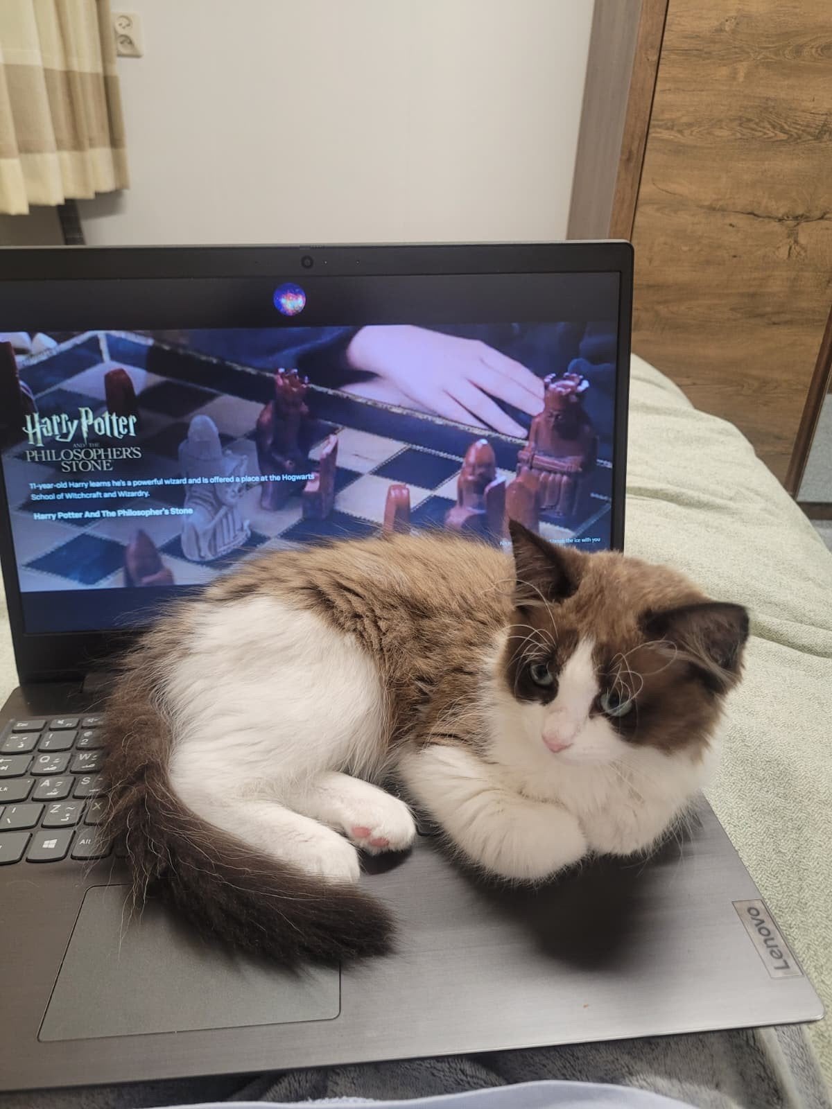 De Ragdoll-kat is schattig en aanhankelijk.