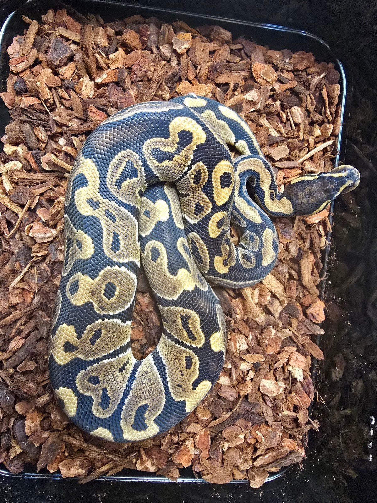 Koningspython (Python regius) – vele kleuren NK 2026, Dieren en Toebehoren, Reptielen en Amfibieën, Slang, 0 tot 2 jaar