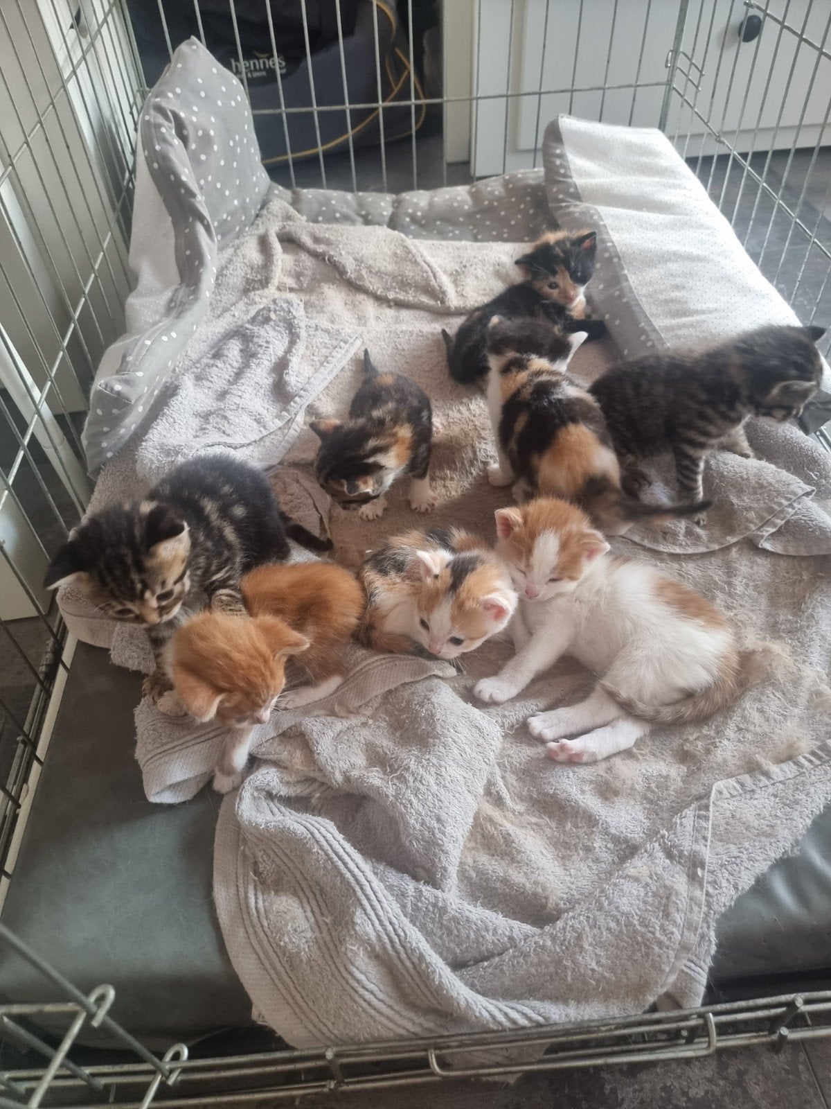 8 mooie kittens geboren 17 juli, Meerdere dieren
