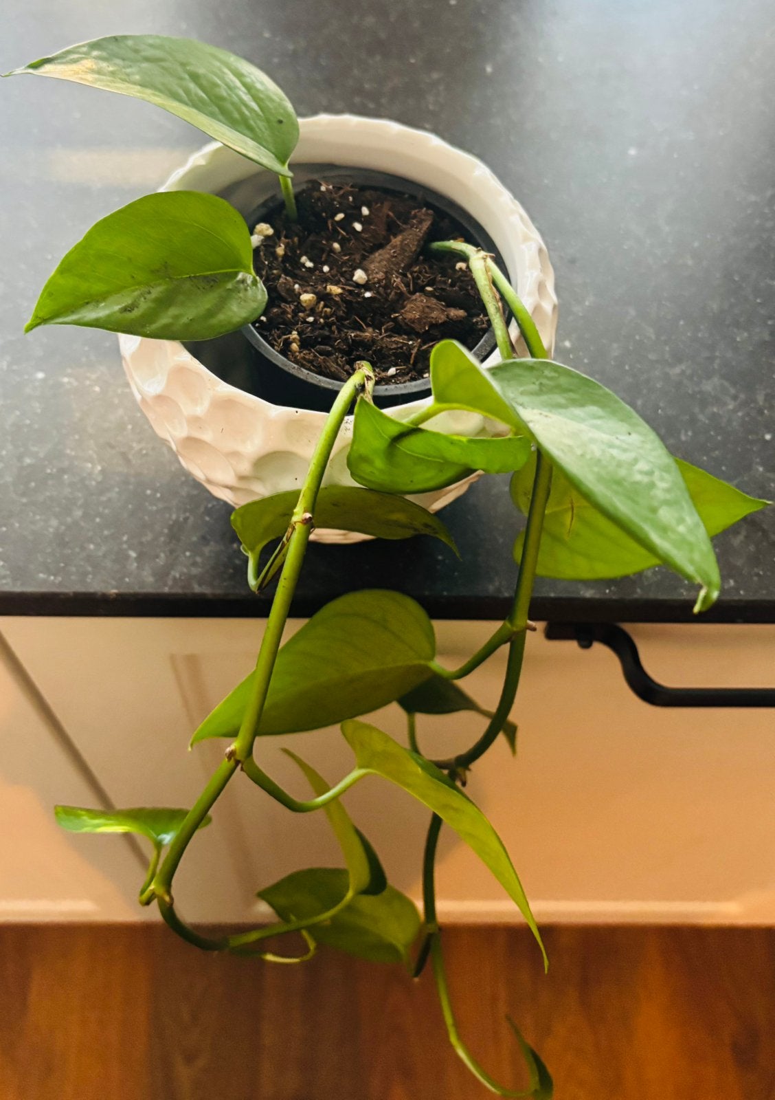 Drakenklimop (Epipremnum aureum), Ophalen, Halfschaduw, Minder dan 100 cm