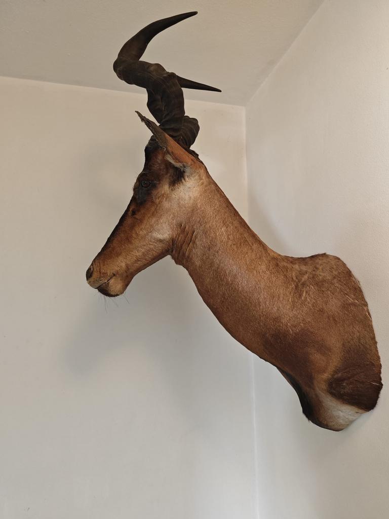 Opgezette Hartebeest Kop, Verzamelen, Dierenverzamelingen, Ophalen, Gebruikt, Wild dier, Gewei of Kop