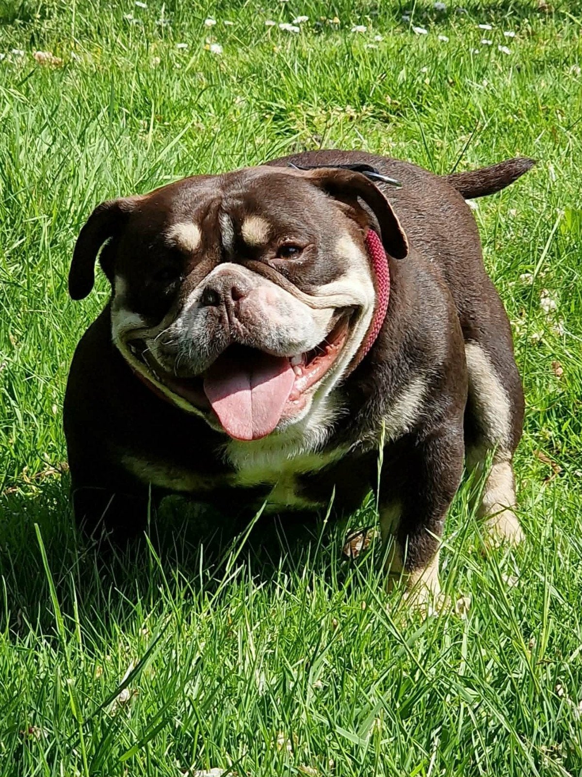 Micro bully, Overige rassen, Teef, Parvo, Eén hond