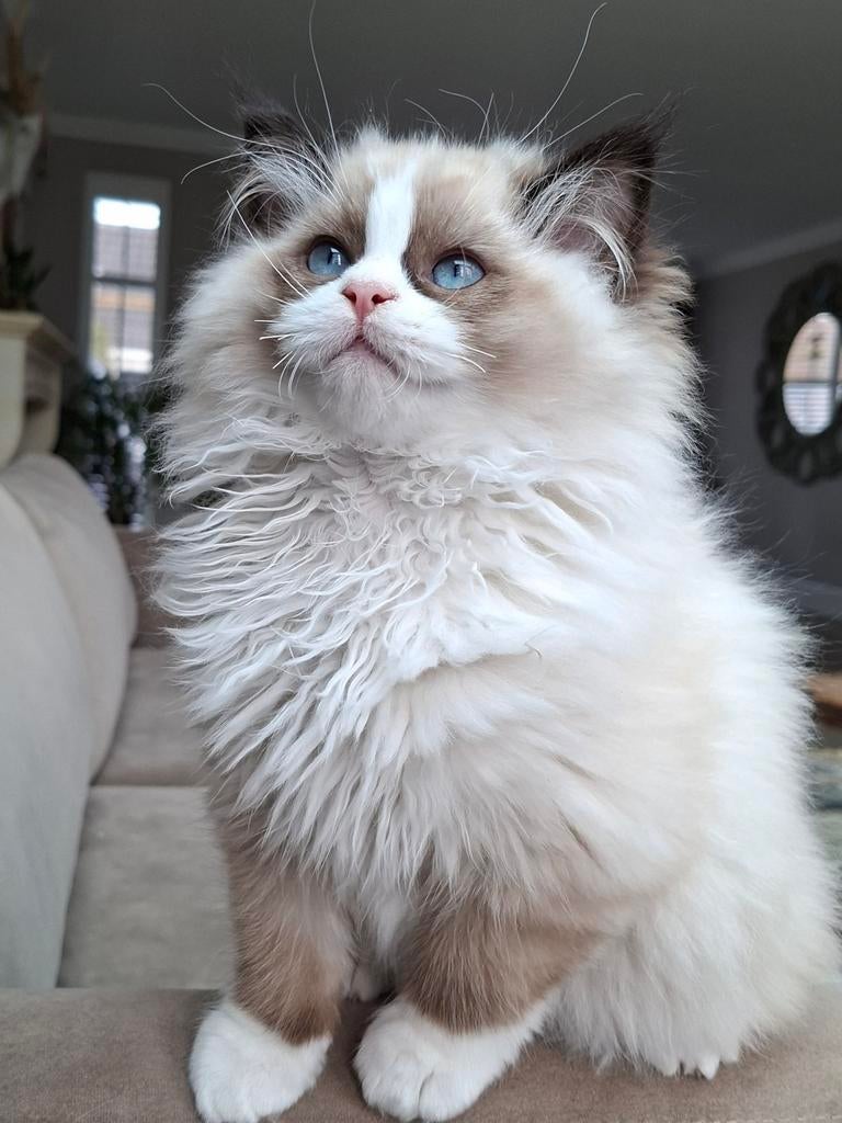 Laatste ragdoll katertje met stamboom, Kater, Met stamboom, 0 tot 2 jaar