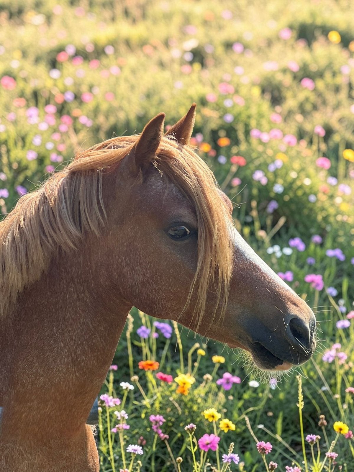 Super lieve kinderpony, Merrie, Met stamboom, Zadelmak, 3 tot 6 jaar