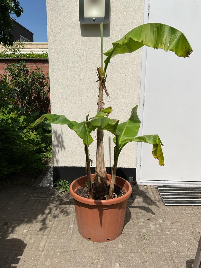 Bananenplant in pot, Overige soorten, Minder dan 100 cm, Ophalen, Volle zon