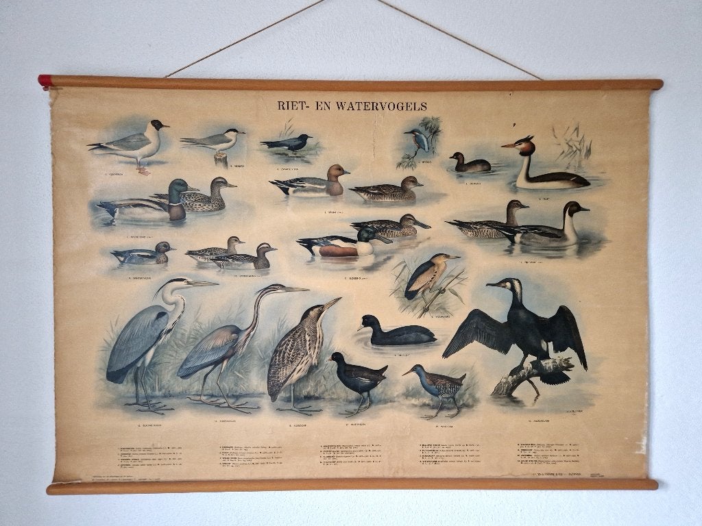 Oude schoolplaat Riet- en watervogels van Slijper, Antiek en Kunst, Antiek | Schoolplaten, Ophalen of Verzenden, Natuur en Biologie