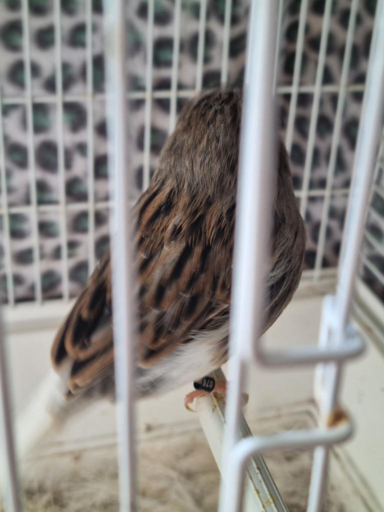 Pracht closterman fors en broed rijp, Dieren en Toebehoren, Vogels | Kanaries, Mannelijk