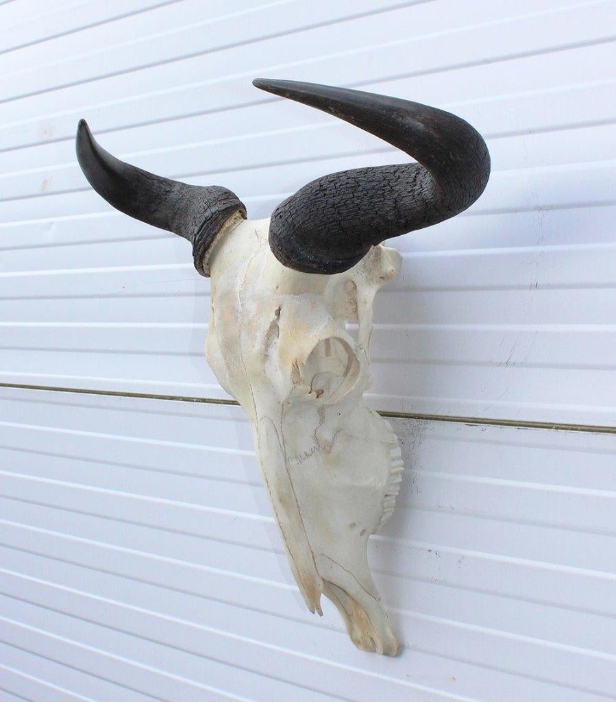 Schedel GESTREEPTE GNU / WILDEBEEST (ref.  A), Ophalen of Verzenden, Gebruikt, Wild dier, Schedel