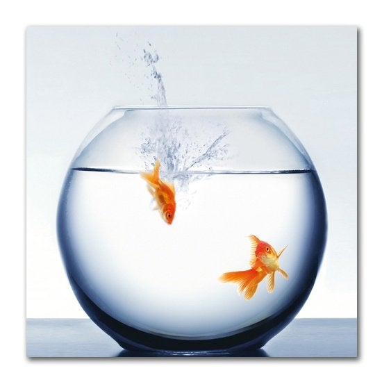 Pure Living glasschilderijen Jumping & Diving Fish (50x50), 50 – 75, Ophalen of Verzenden, Zo goed als nieuw, Schilderij