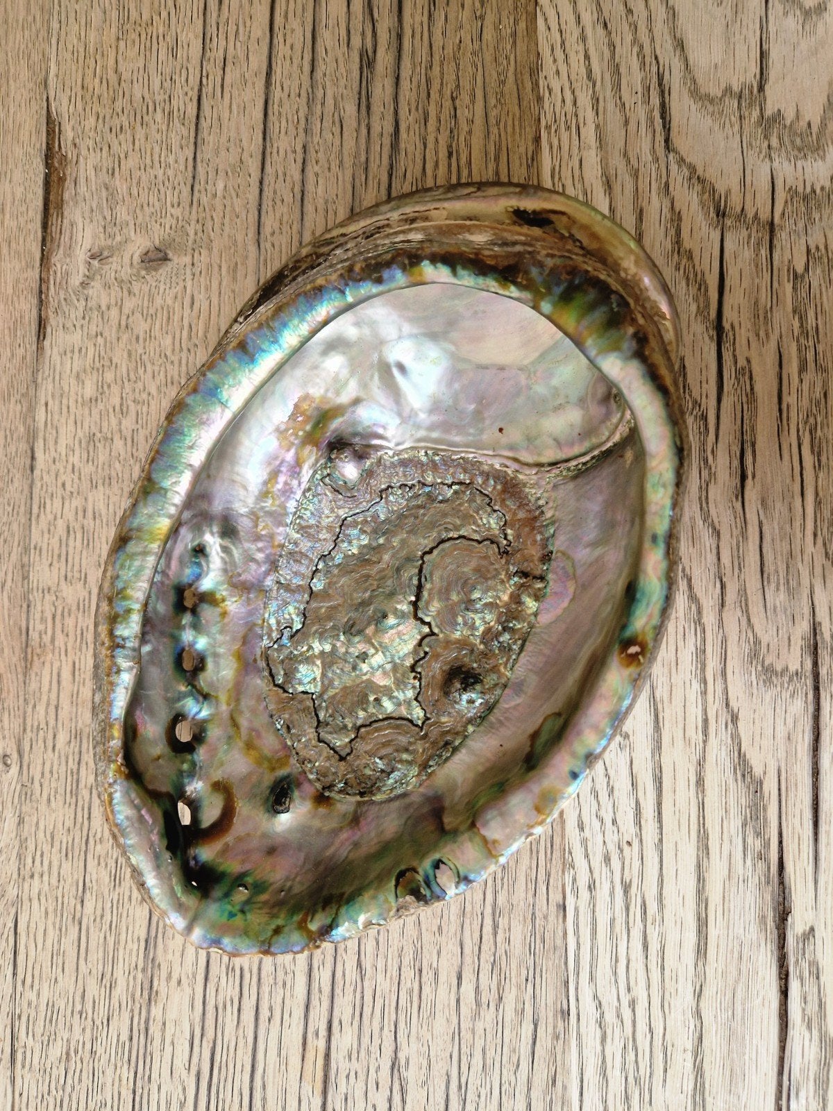 Prachtige Abalone Schelp - Natuurlijke Decoratie, Huis en Inrichting, Ophalen of Verzenden