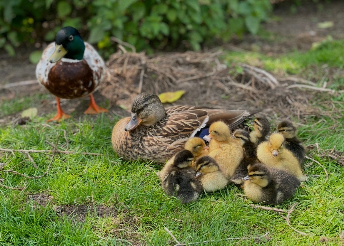 Kwakertjes, Dieren en Toebehoren, Meerdere dieren, Eend