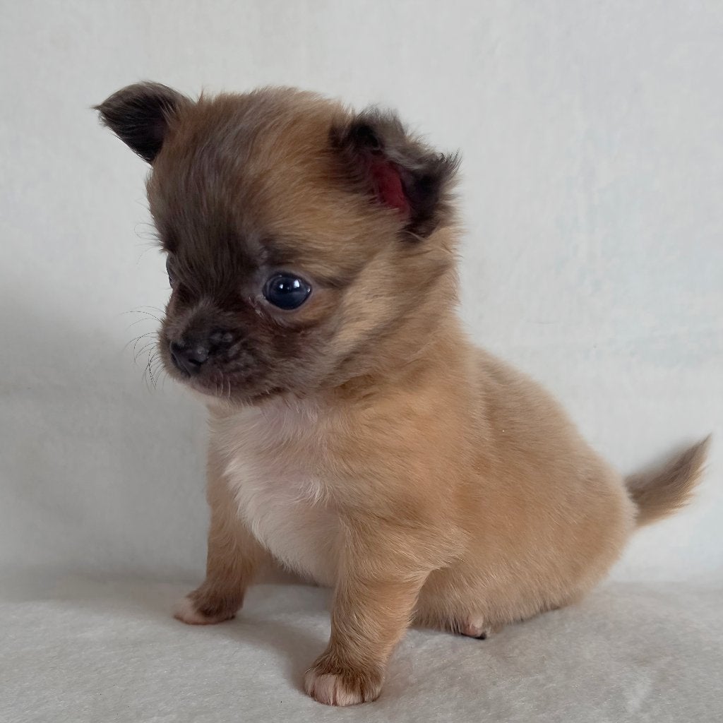 Chihuahua pup (reutje), Dieren en Toebehoren, België, Particulier, Reu, 8 tot 15 weken