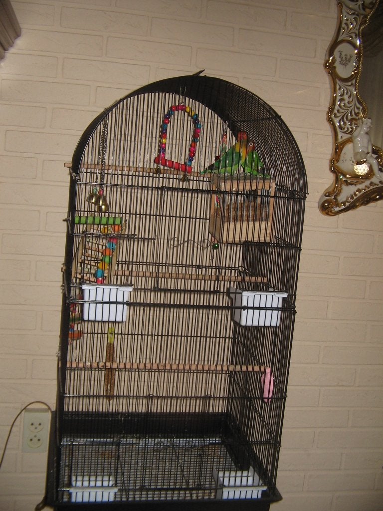 te koop, Meerdere dieren, Papegaai, Geringd
