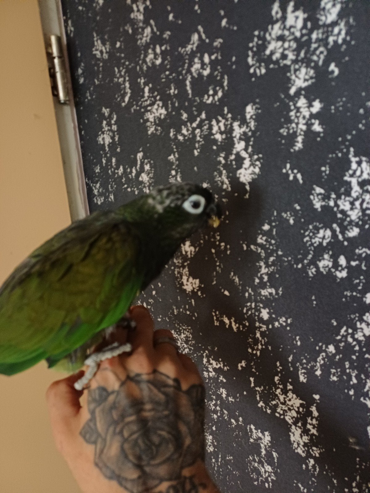 Mooie pionus maximiliani, Vrouwelijk, Papegaai, Geringd