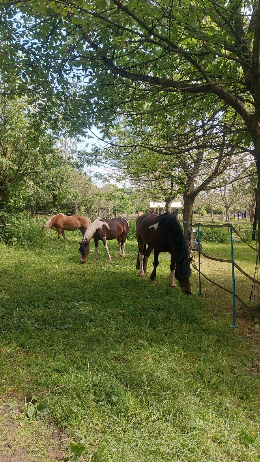 Weideplek voor paard/pony, Dieren en Toebehoren, Stalling en Weidegang