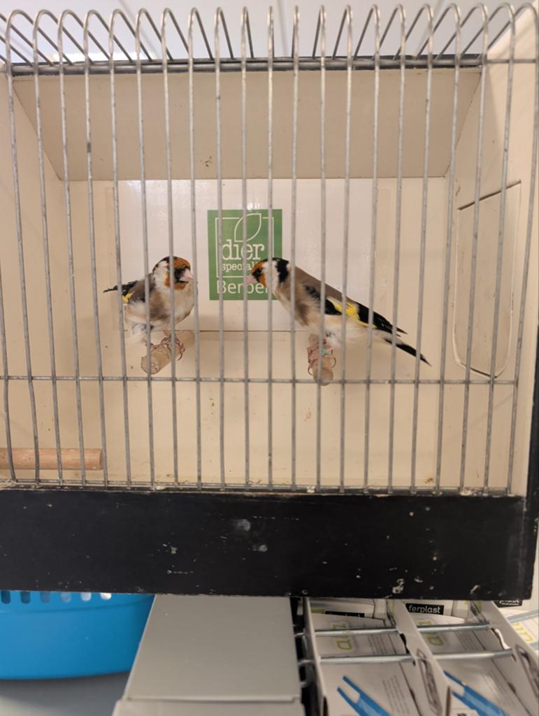 Bewezen koppel Majoor Putters split perlato, Meerdere dieren, Wildzangvogel, Geringd
