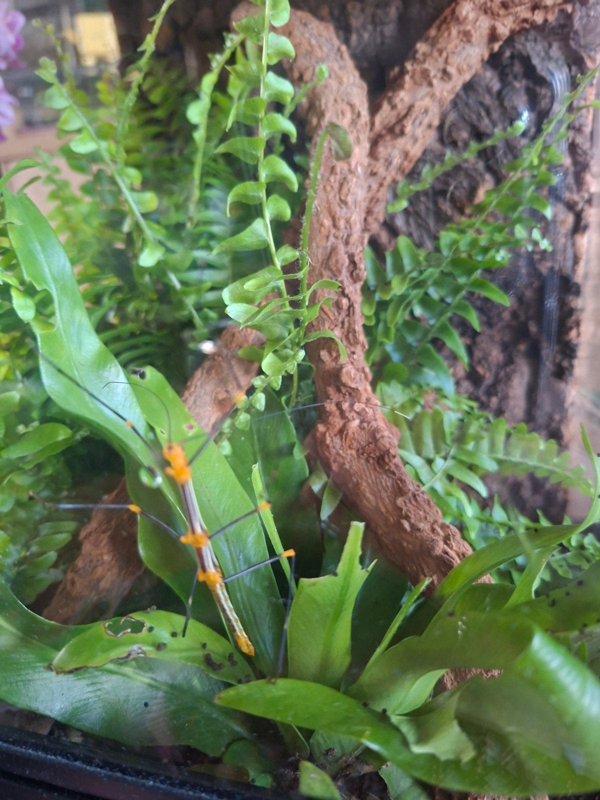 psg 84 Oreophoetes peruana, Dieren en Toebehoren, Ophalen