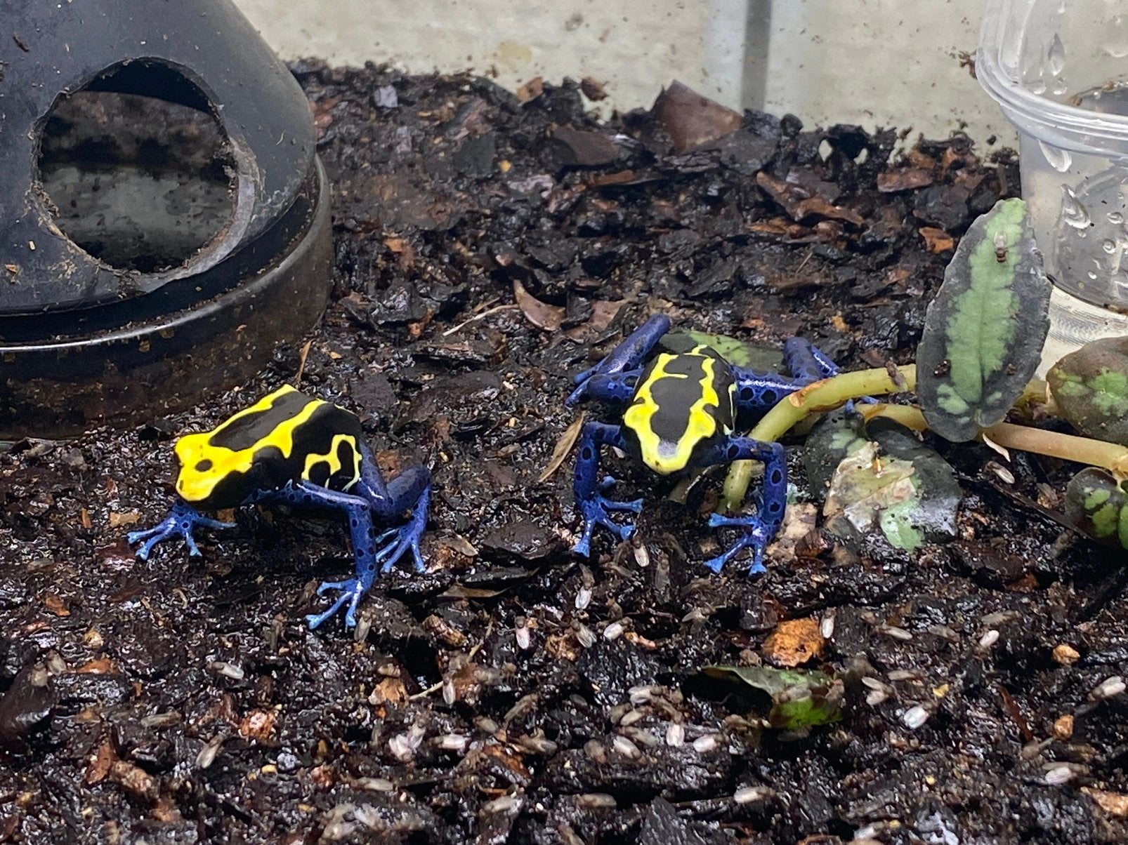 Dendrobatus tinctorius nominaat, Dieren en Toebehoren, Amfibie, 3 tot 6 jaar