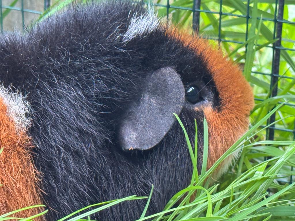 Knap beertje Patrick, Augustus, Mannelijk, Cavia
