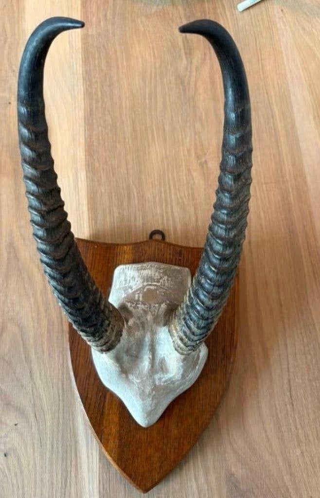 Springbok Antilope hoorns op schild - McCulloch & Sons, Ophalen of Verzenden, Gebruikt, Wild dier, Gewei of Kop