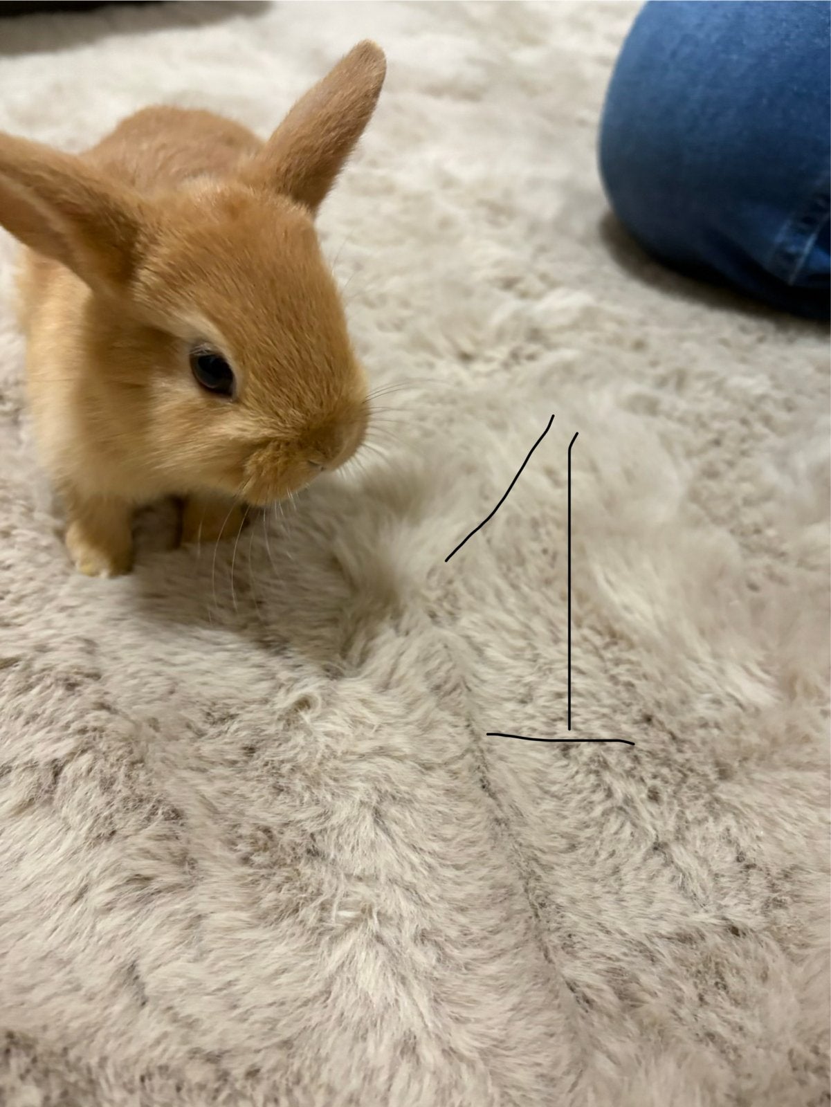 Baby konijntjes, Dieren en Toebehoren, Meerdere dieren, Dwerg