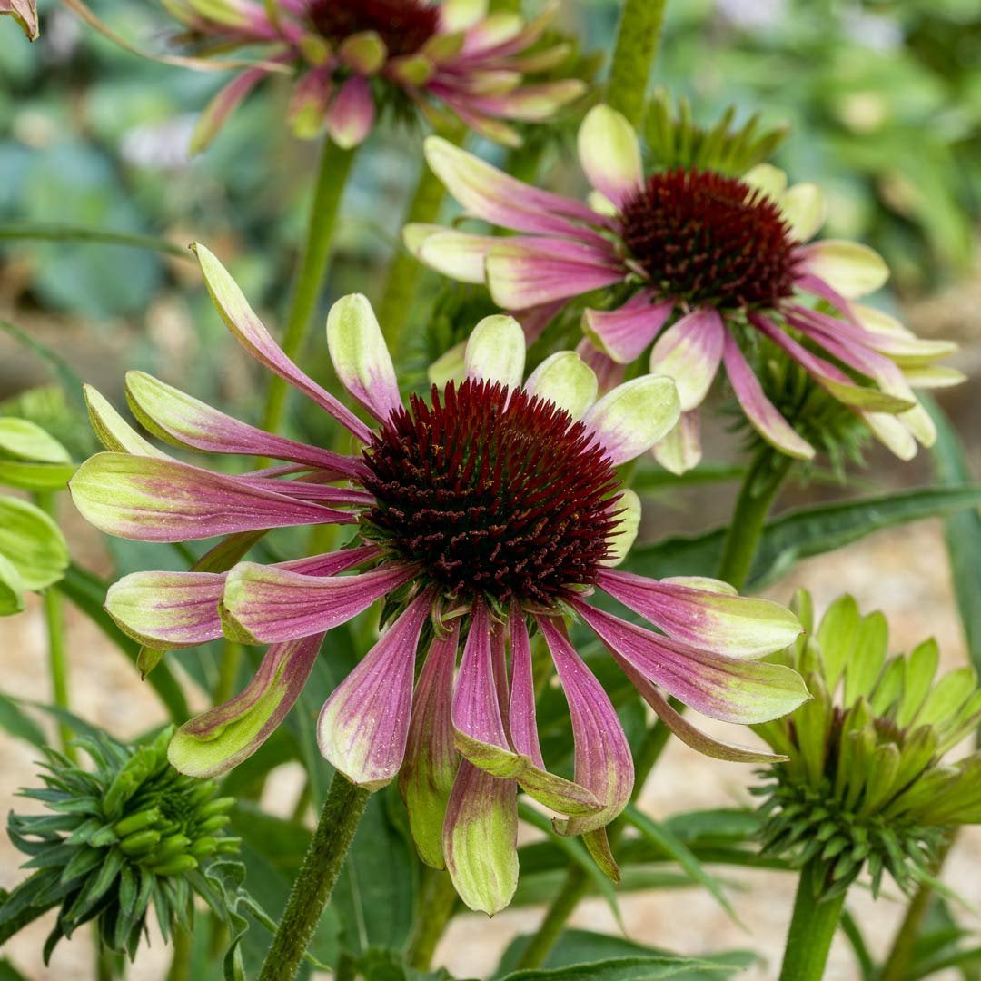 Zonnehoed Echinacea 'Green Twister' vaste plant, Ophalen, Overige soorten, Volle zon