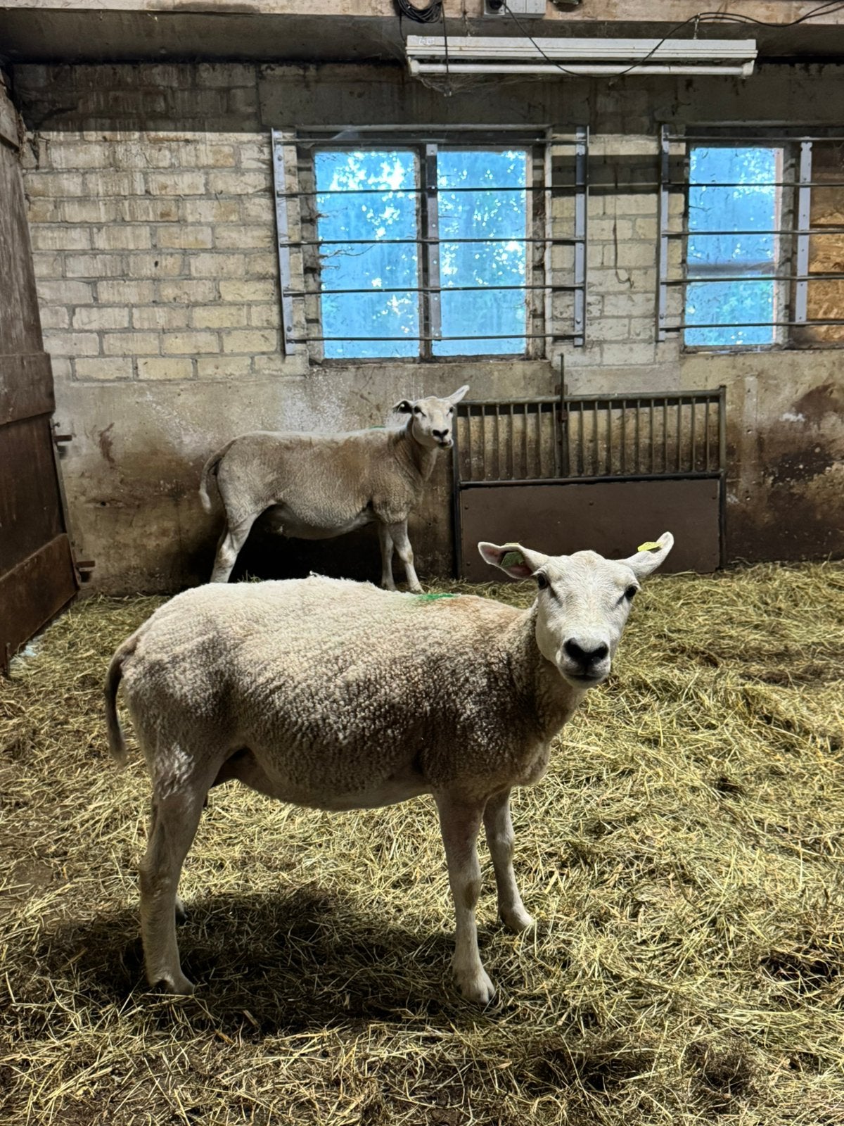 2 ooien texelaar x swifter, Dieren en Toebehoren, Schapen, Geiten en Varkens, Vrouwelijk, Schaap