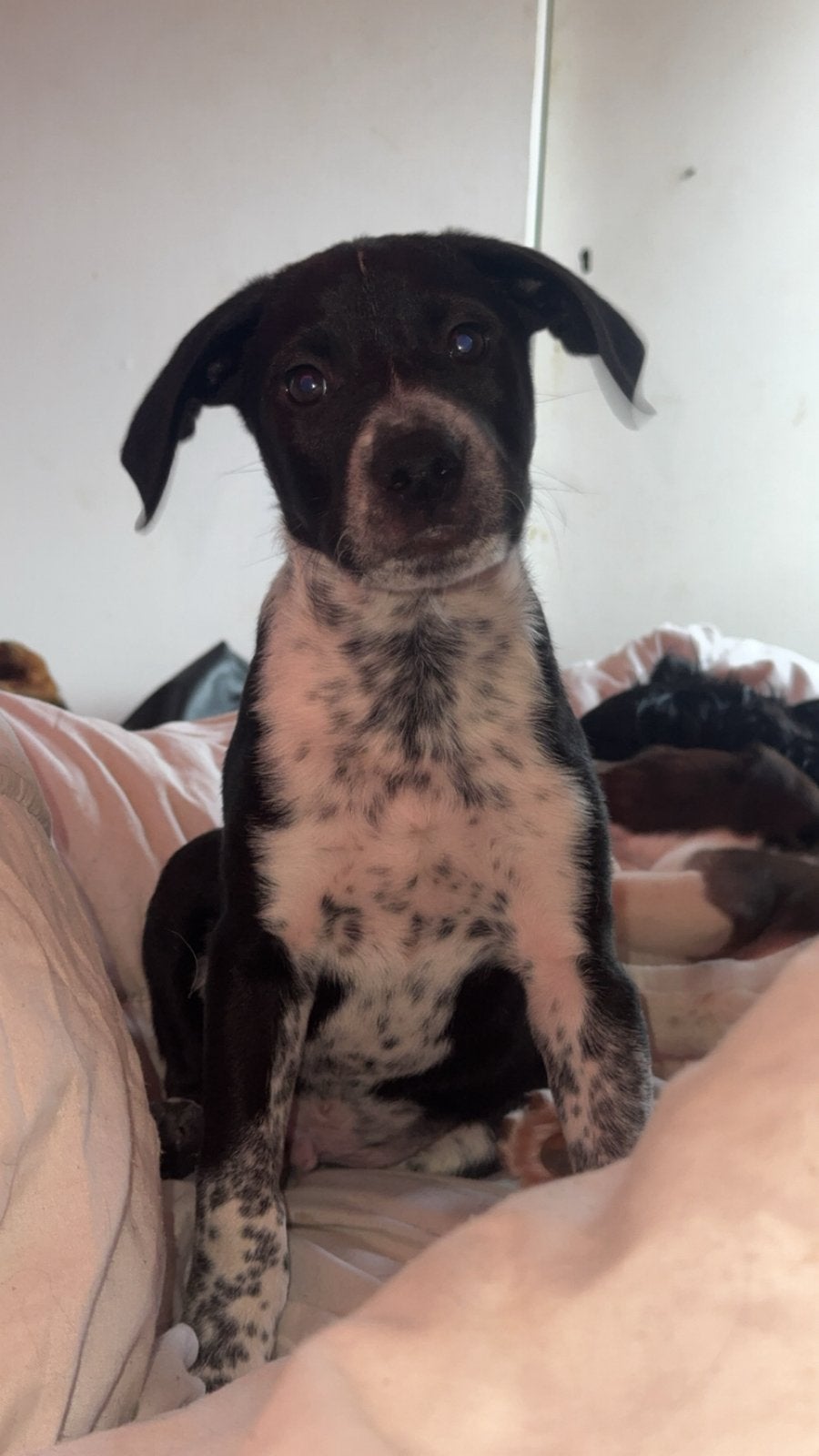 Pup te koop, Overige rassen, 8 tot 15 weken, Meerdere, Meerdere dieren