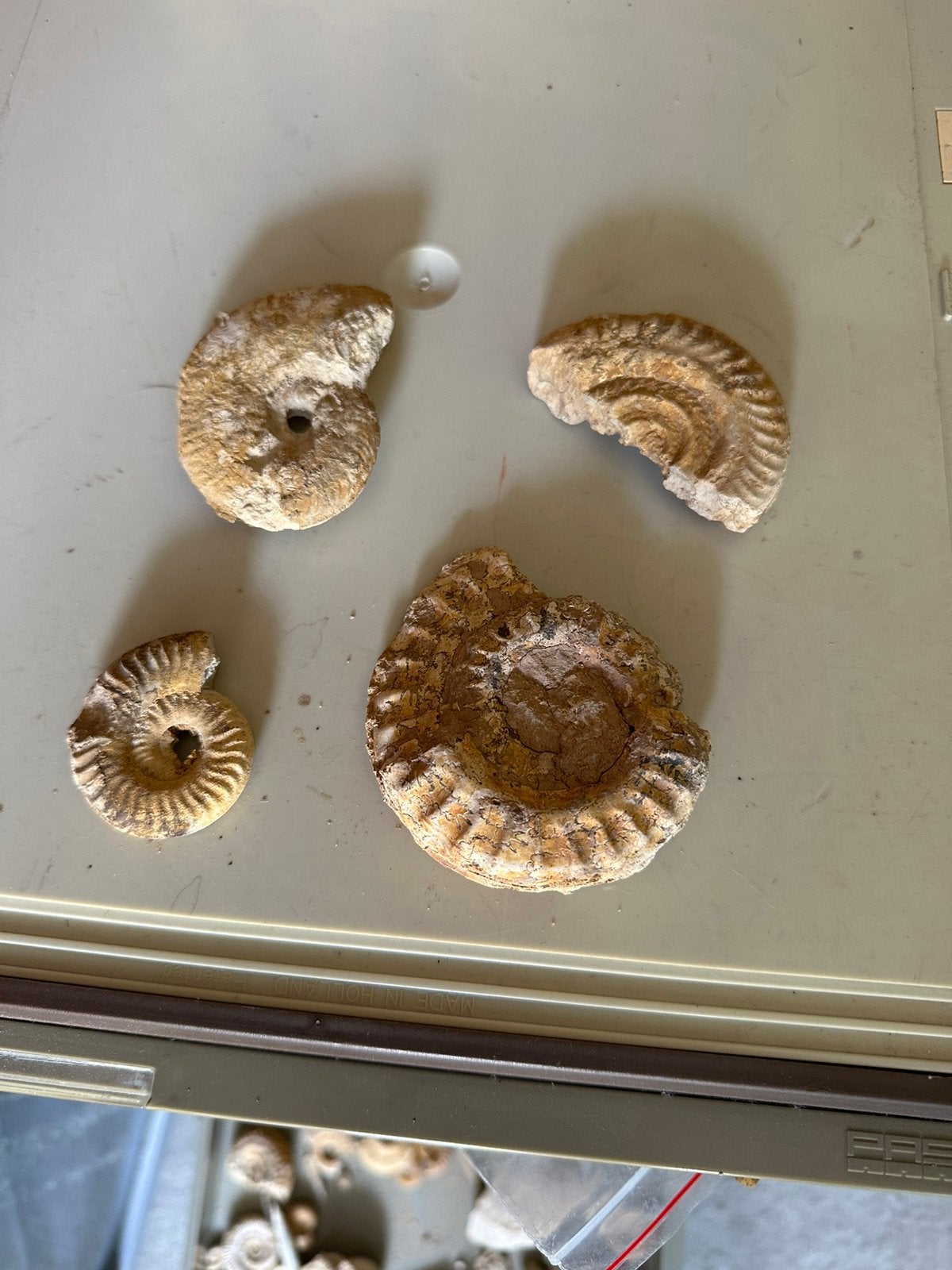 Corso fossiele ammoniet, Verzamelen, Mineralen en Fossielen, Ophalen, Fossiel