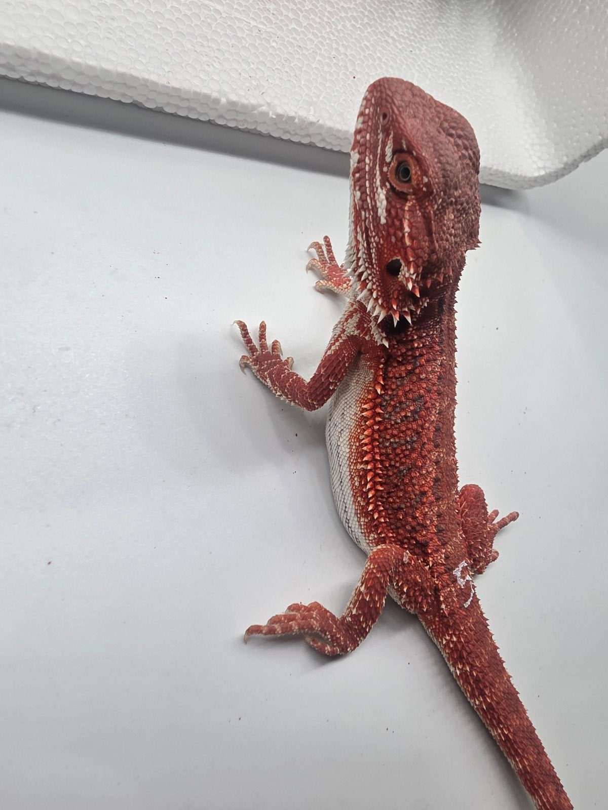 red monster, hypo, man, Hagedis, 0 tot 2 jaar
