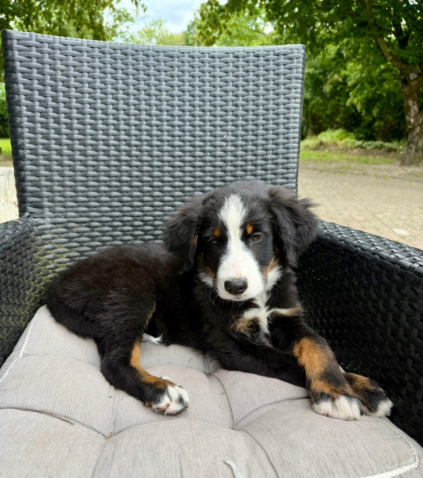 Golden retiever x bernen sennen mix pups, Dieren en Toebehoren, Parvo, Meerdere, Meerdere dieren, Nederland