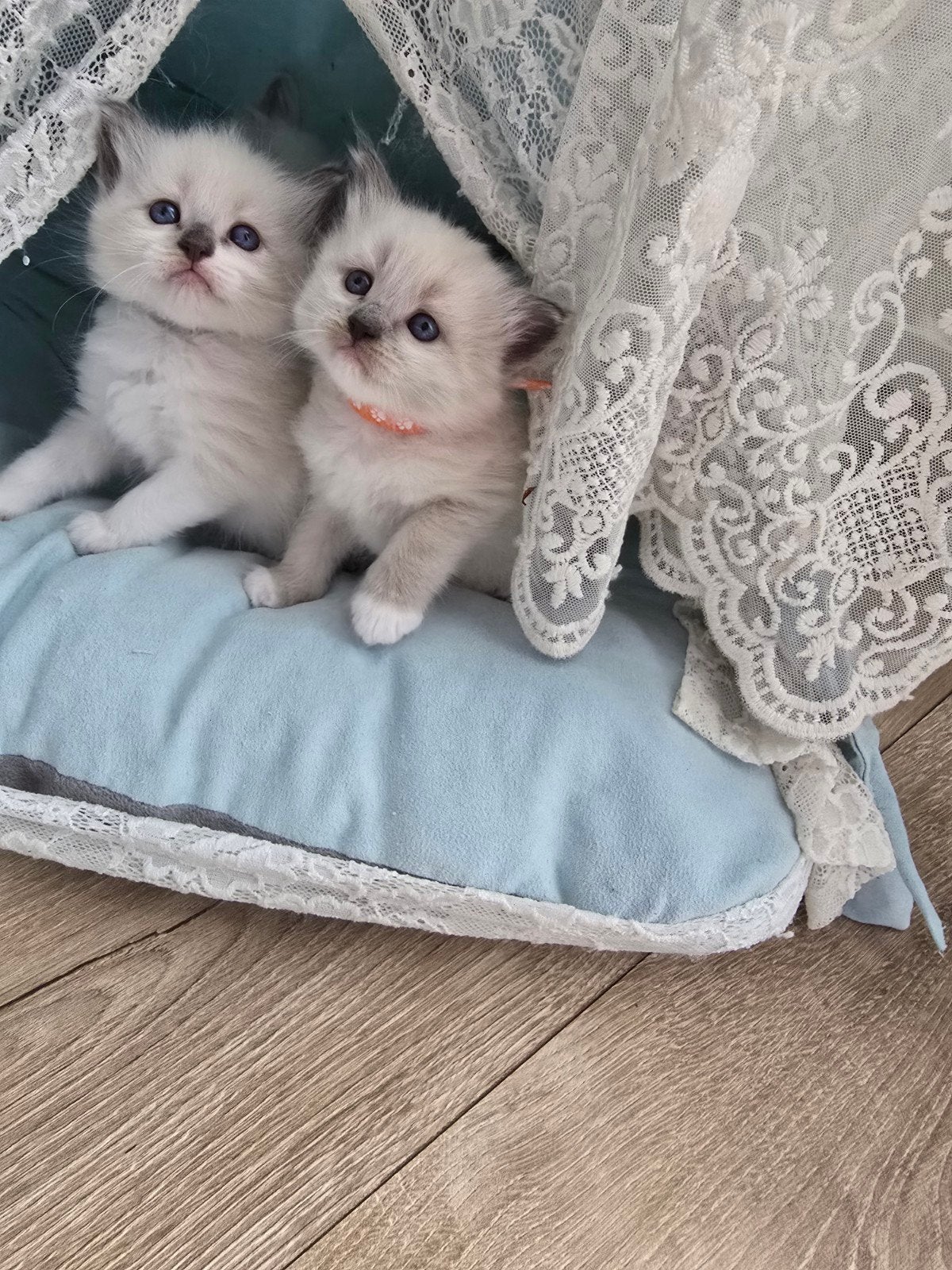 Siberische kittens Neva Masquerade HYPOALLERGIESCHE, Meerdere dieren, Gechipt, 0 tot 2 jaar