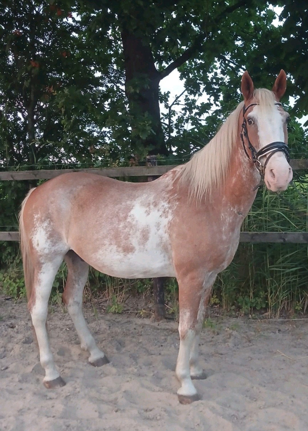 Unieke D-pony ruin️, Dieren en Toebehoren, Pony's, Ruin, D pony (1.37m tot 1.48m), Recreatiepony, 7 tot 10 jaar