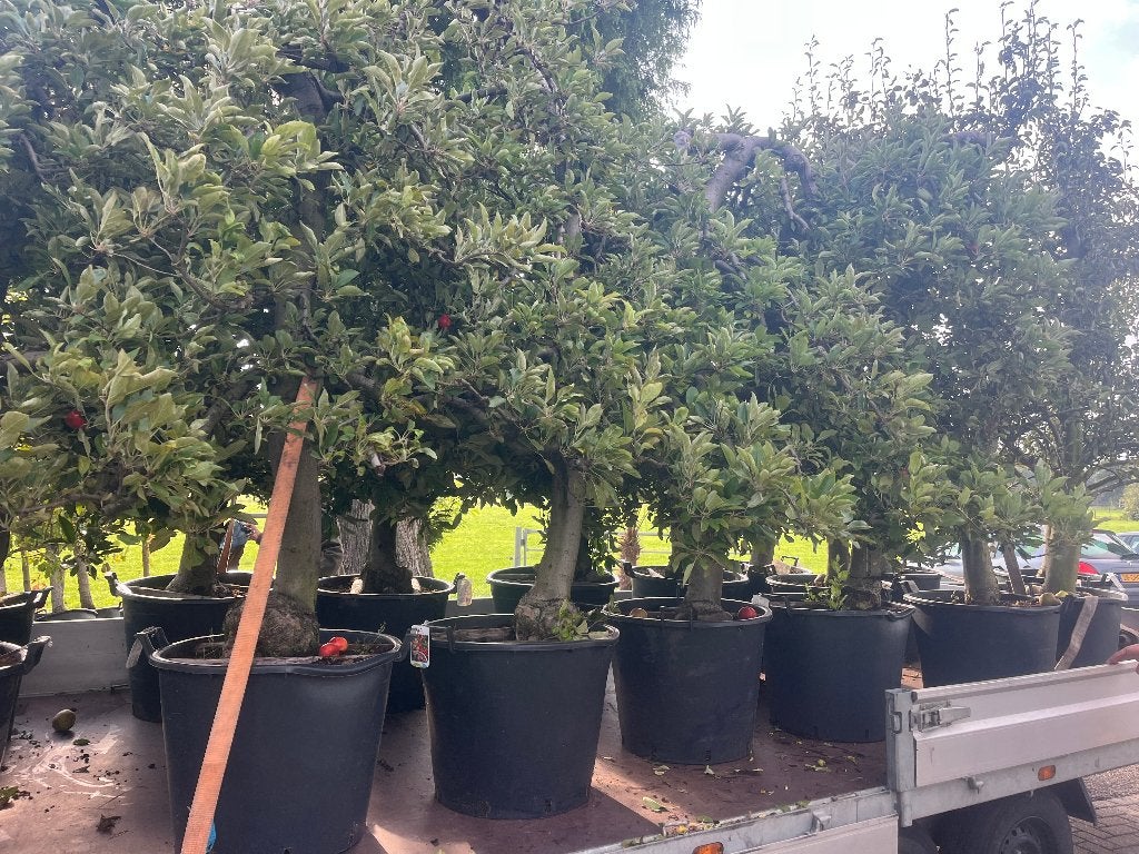 Nieuw binnen, Oude Elstar Appelbomen 25-30 jaar oud!! P.O.A., Lente, Volle zon, Ophalen of Verzenden, Appelboom