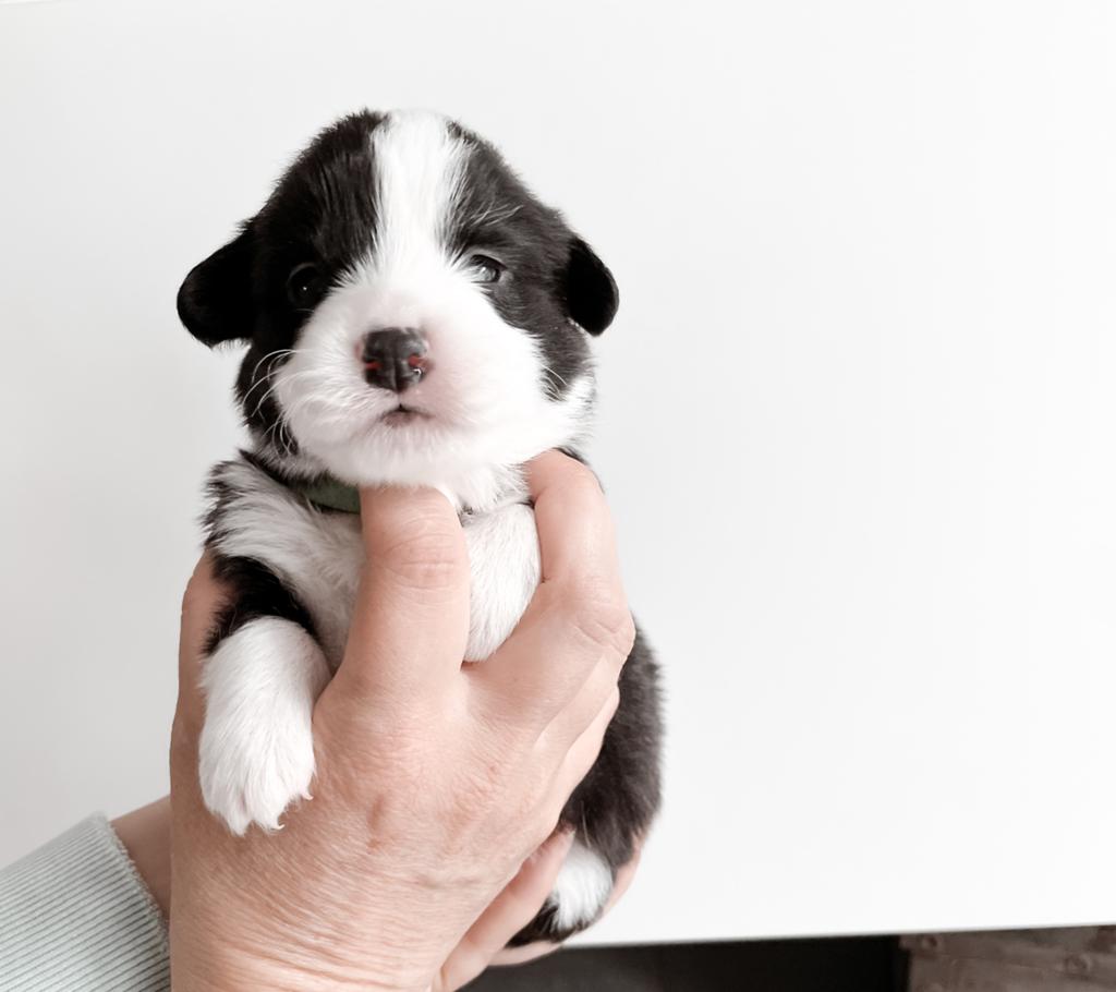 Welsh Corgi pup‘s, Dieren en Toebehoren, Honden | Herdershonden en Veedrijvers, Fokker | Hobbymatig, Overige rassen, 8 tot 15 weken