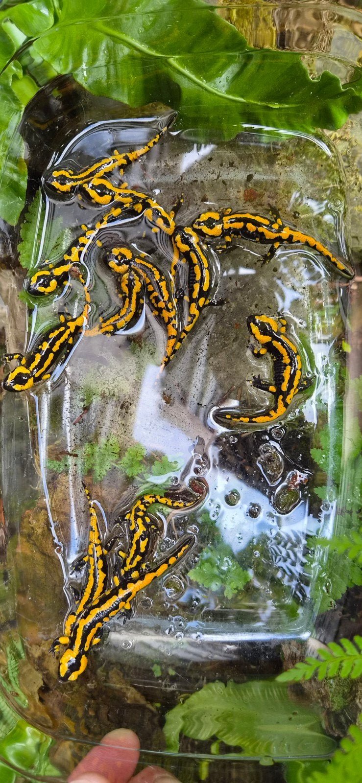 Vuursalamanders Salamandra salamandra terrestris, Dieren en Toebehoren, Amfibie, Tam, 0 tot 2 jaar