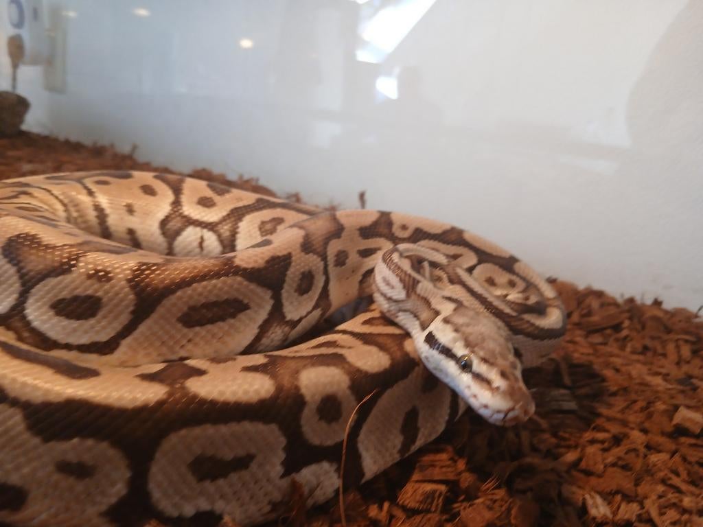 Ballpyton (pastel vanilla clown) zonder terrarium, Slang, Tam, 3 tot 6 jaar