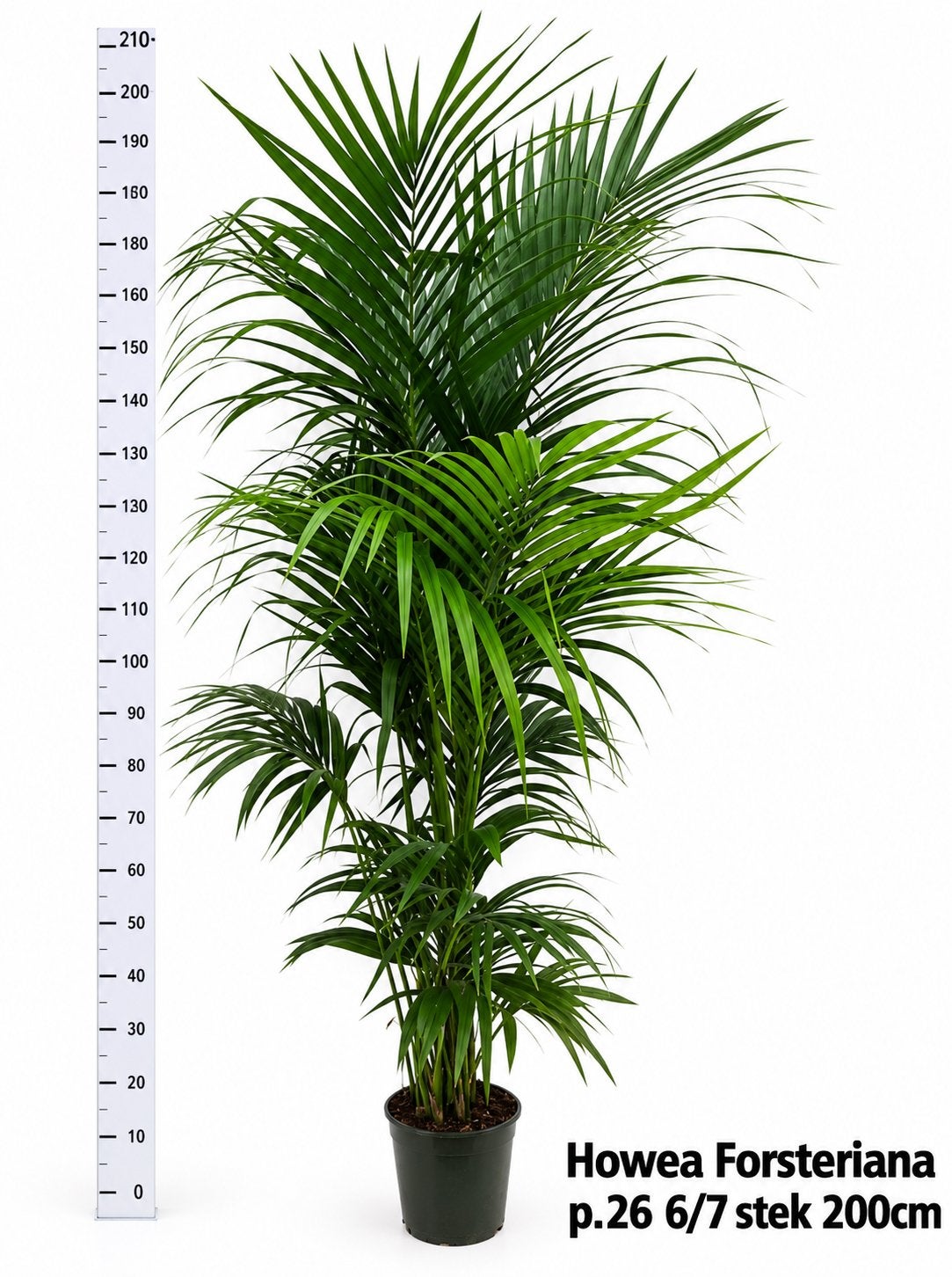 Howea Forsteriana / kentia palm 210/220cm, Ophalen, Halfschaduw, 200 cm of meer
