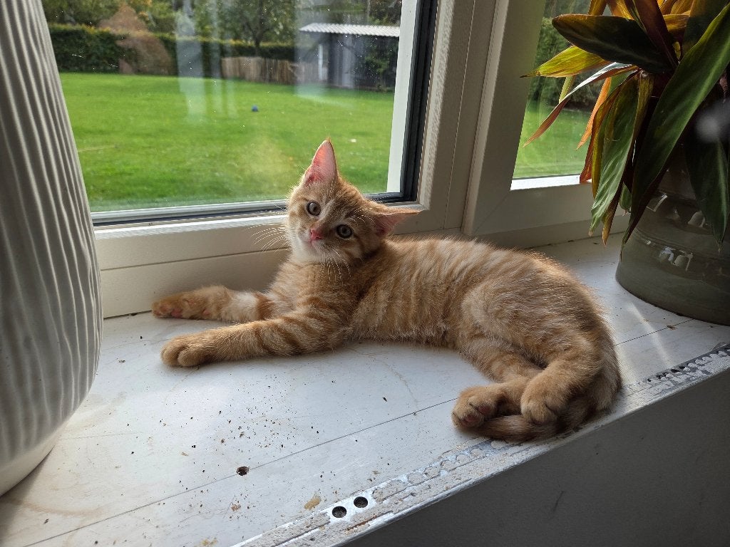 Kittens, Meerdere dieren, 0 tot 2 jaar