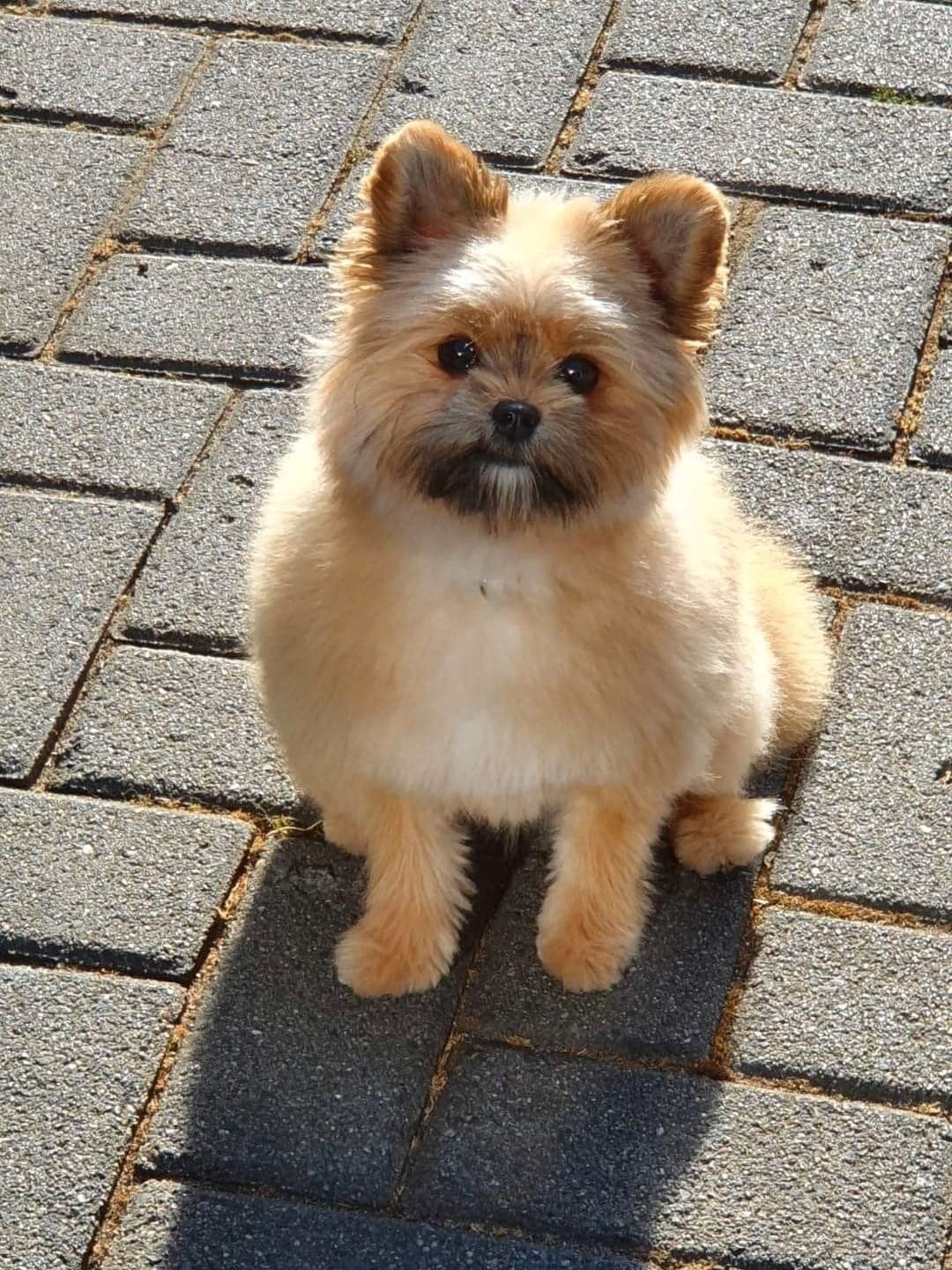 Maltipom, Dieren en Toebehoren, 6 jaar of ouder, Overige rassen, Teef, Eén hond
