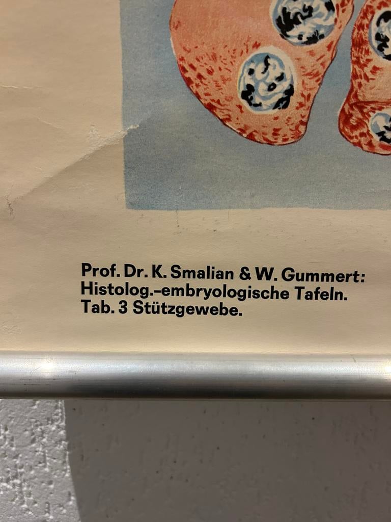 School platen, kunst, Antiek en Kunst, Antiek | Schoolplaten, Ophalen of Verzenden, Overige thema's