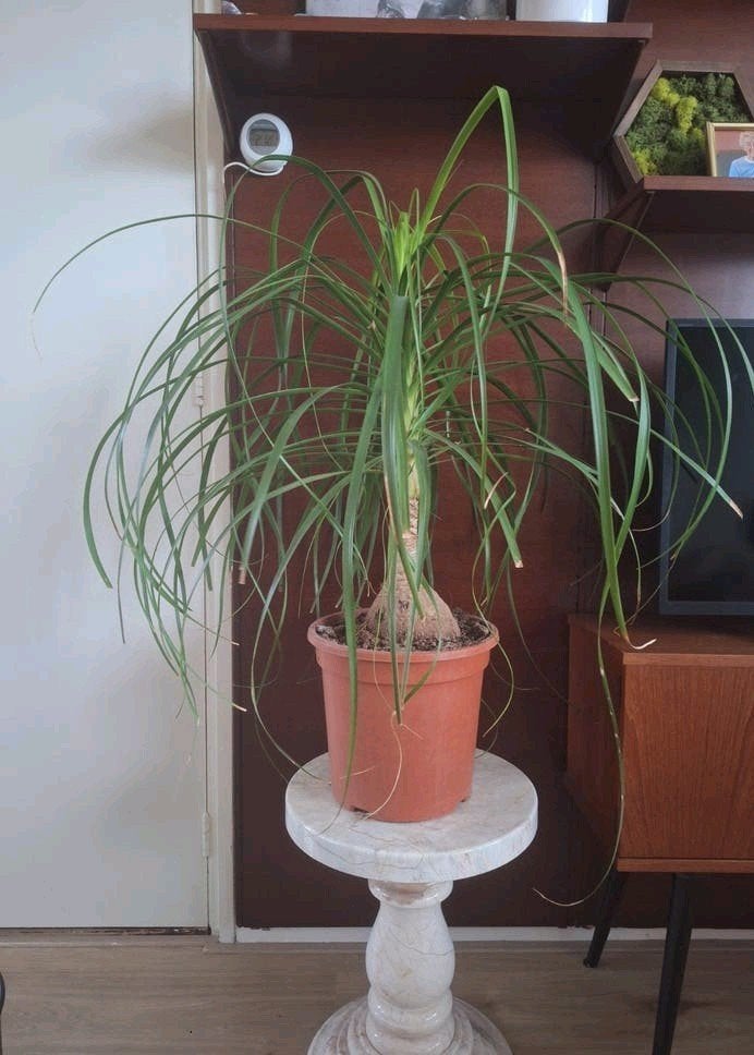 Grote olifantspoot plant (Beaucarnea recurvata), Ophalen, Halfschaduw, Minder dan 100 cm