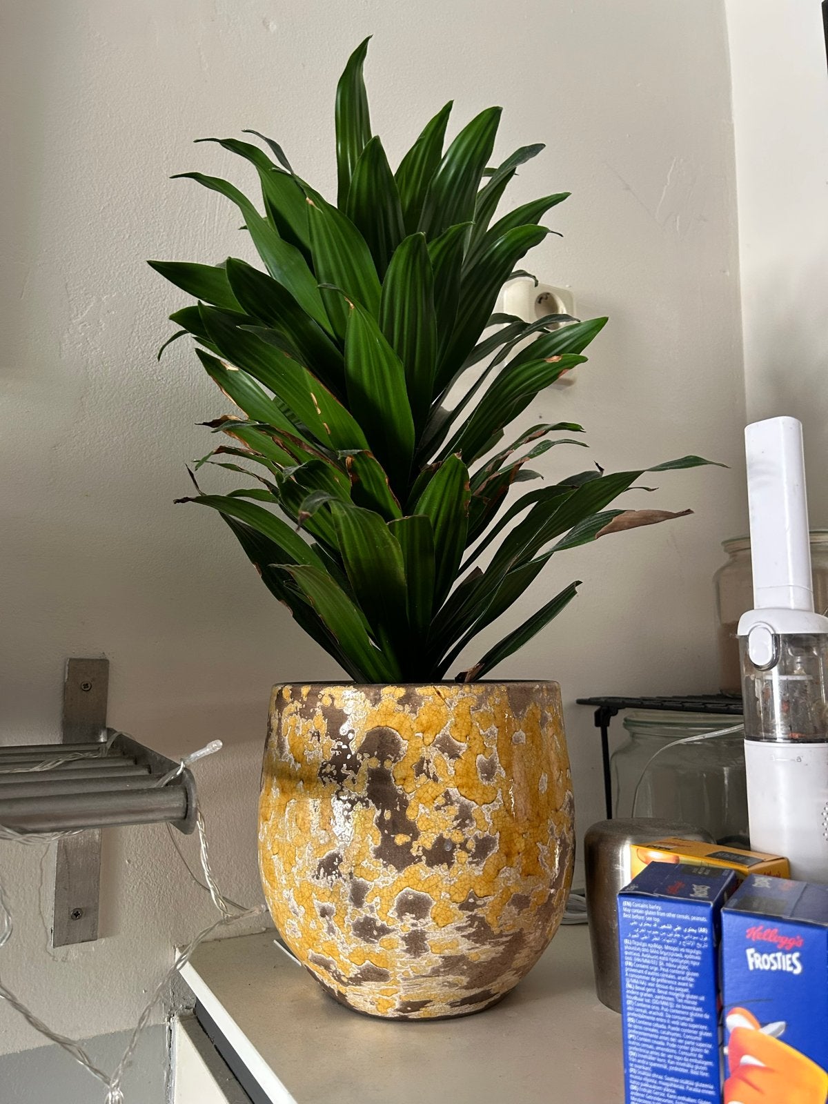 Diverse kamerplanten te koop (x10), Huis en Inrichting, Ophalen, Overige soorten, Halfschaduw, In pot