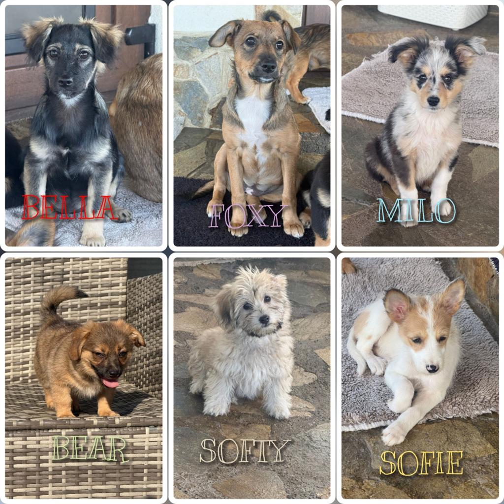 Pups zoeken een thuis, asielhondjes reu en teef, Particulier, 15 weken tot 1 jaar, Overige rassen, Buitenland