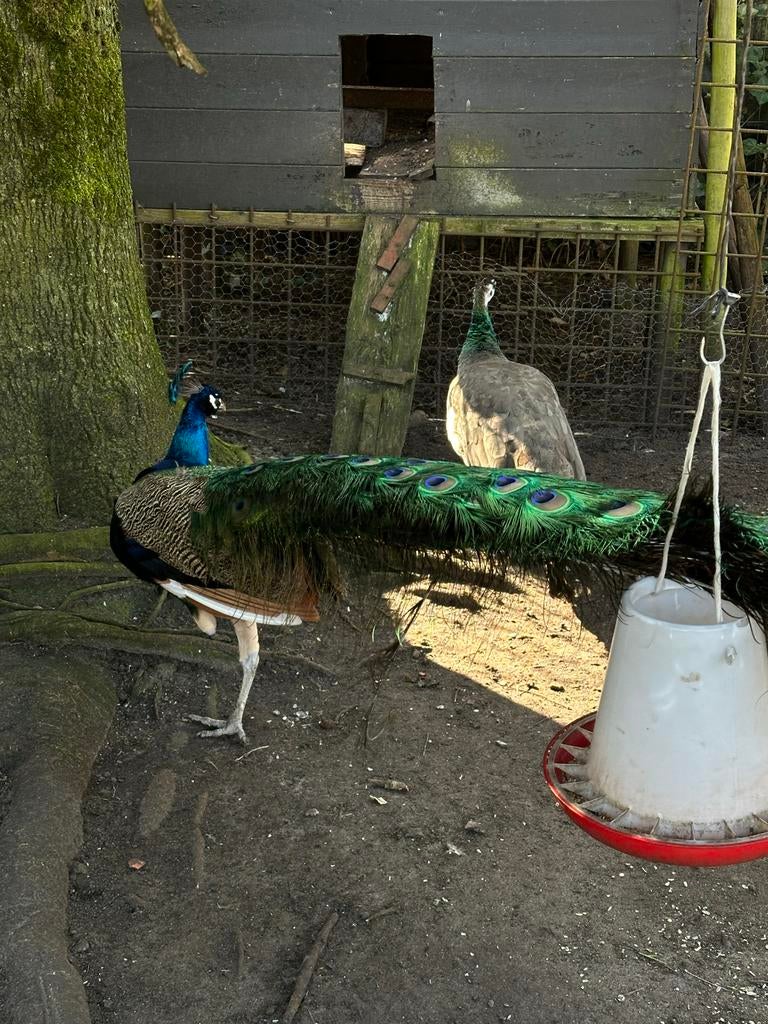 Mooie koppel pauwen onverwant, Dieren en Toebehoren, Pluimvee, Overige soorten, Meerdere dieren