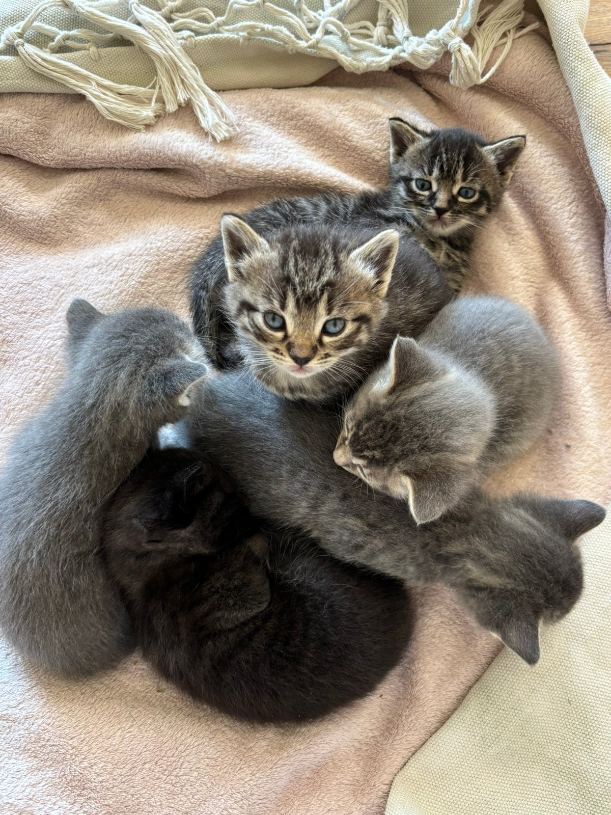 Prachtige kittens, Meerdere dieren